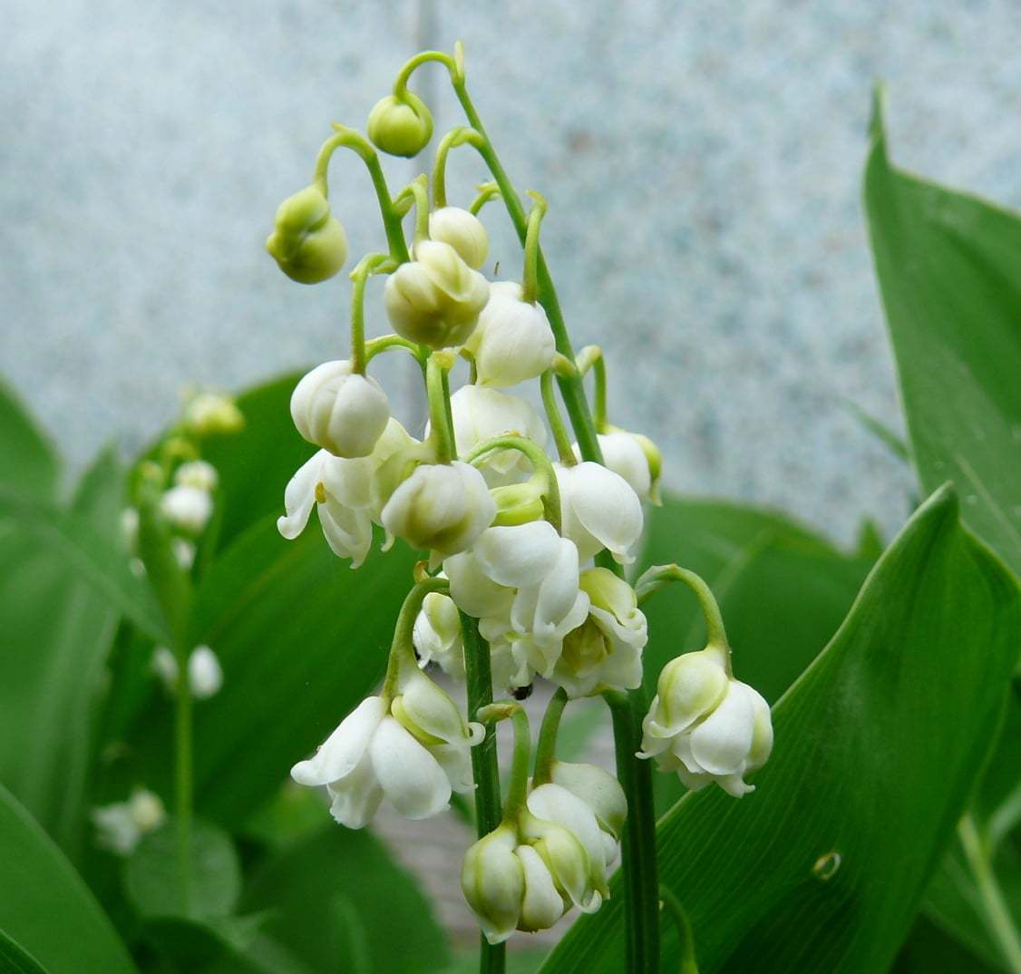 Convallaria-majalis-muge-cicegi-2