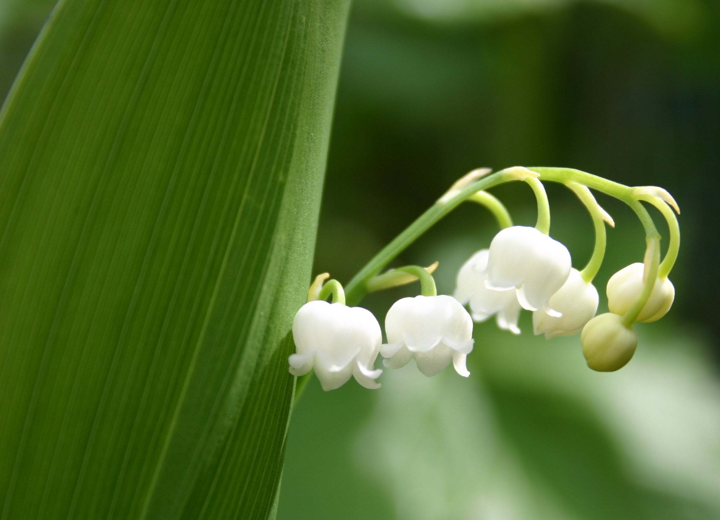 Convallaria-majalis-muge-cicegi-3