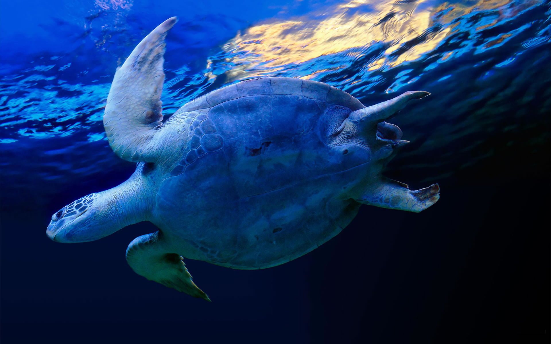Deniz Kaplumbağası – 3