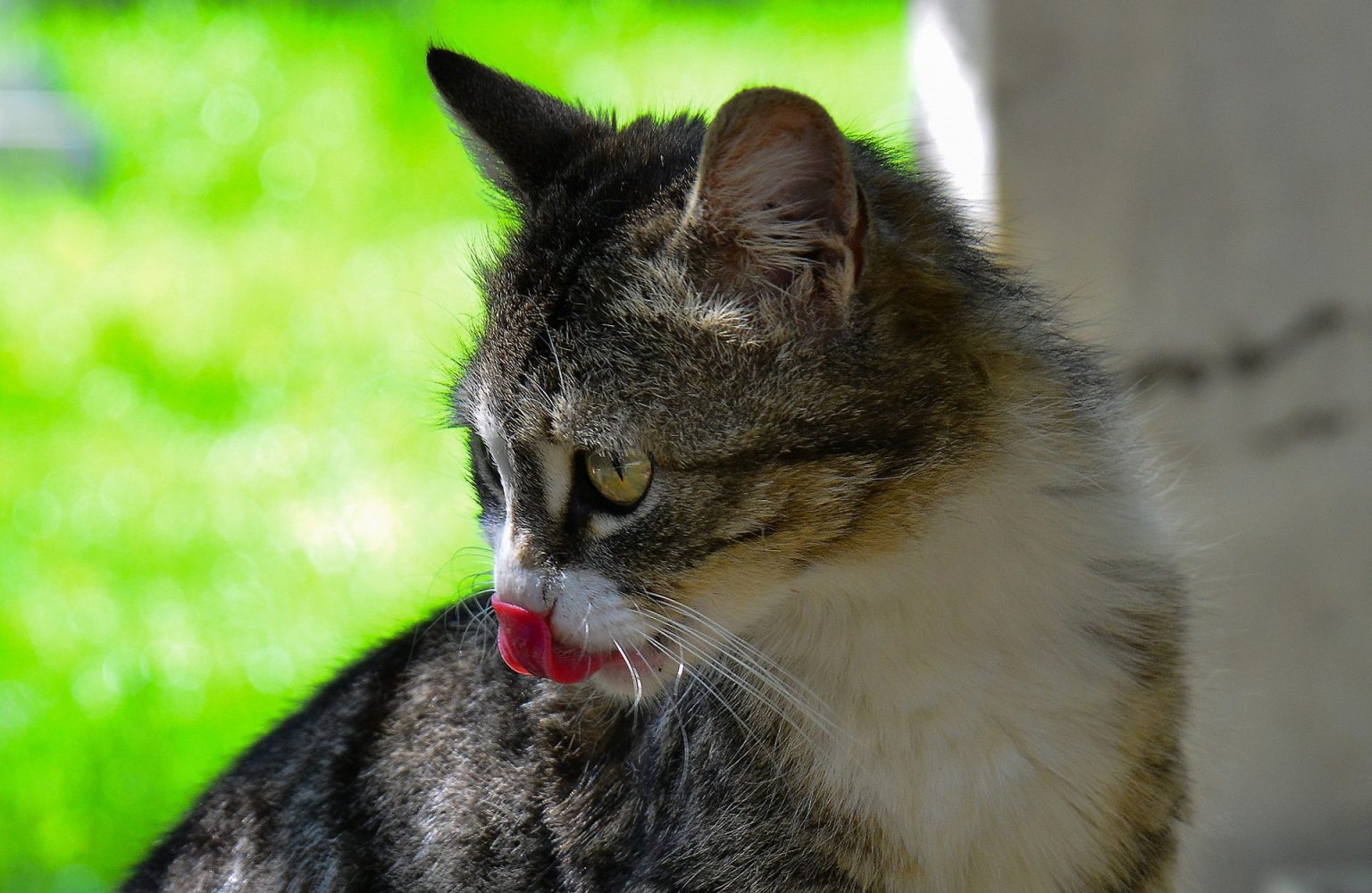 Kedilerin Farklı Halleri Manzara Resimleri