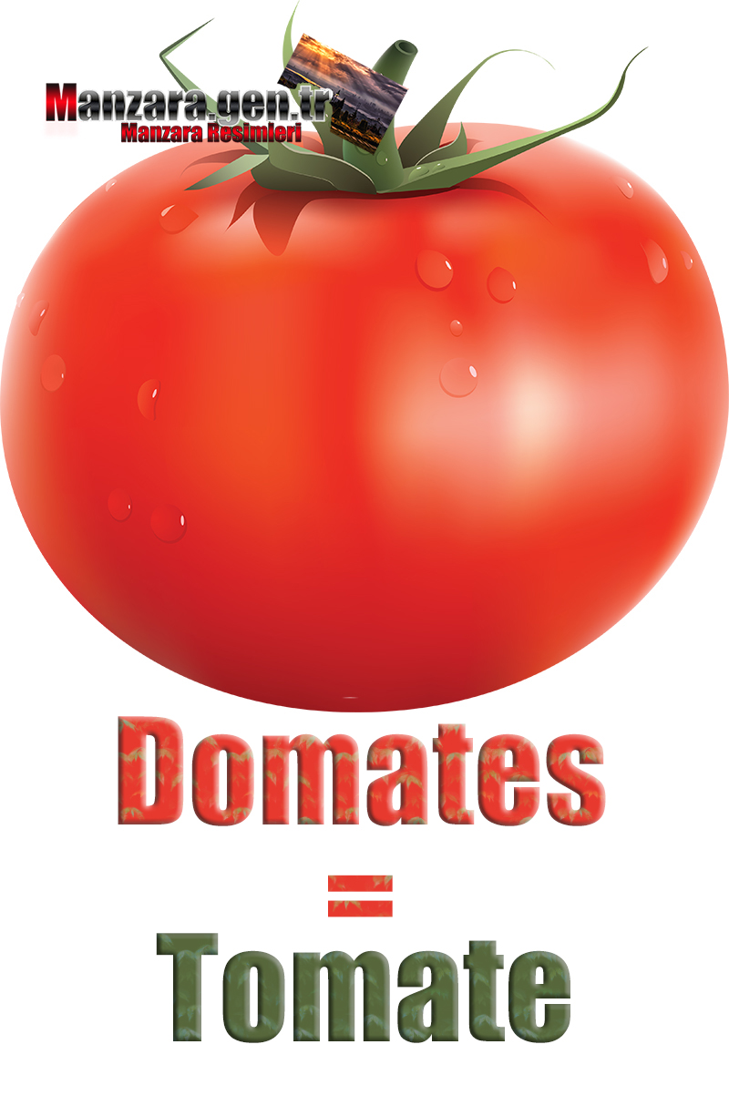 Domatesin Fransızcası Nedir ? Domates Fransızca Nasıl Yazılır ? Quel est le turc de tomate ? Comment écrire la tomate en turc?