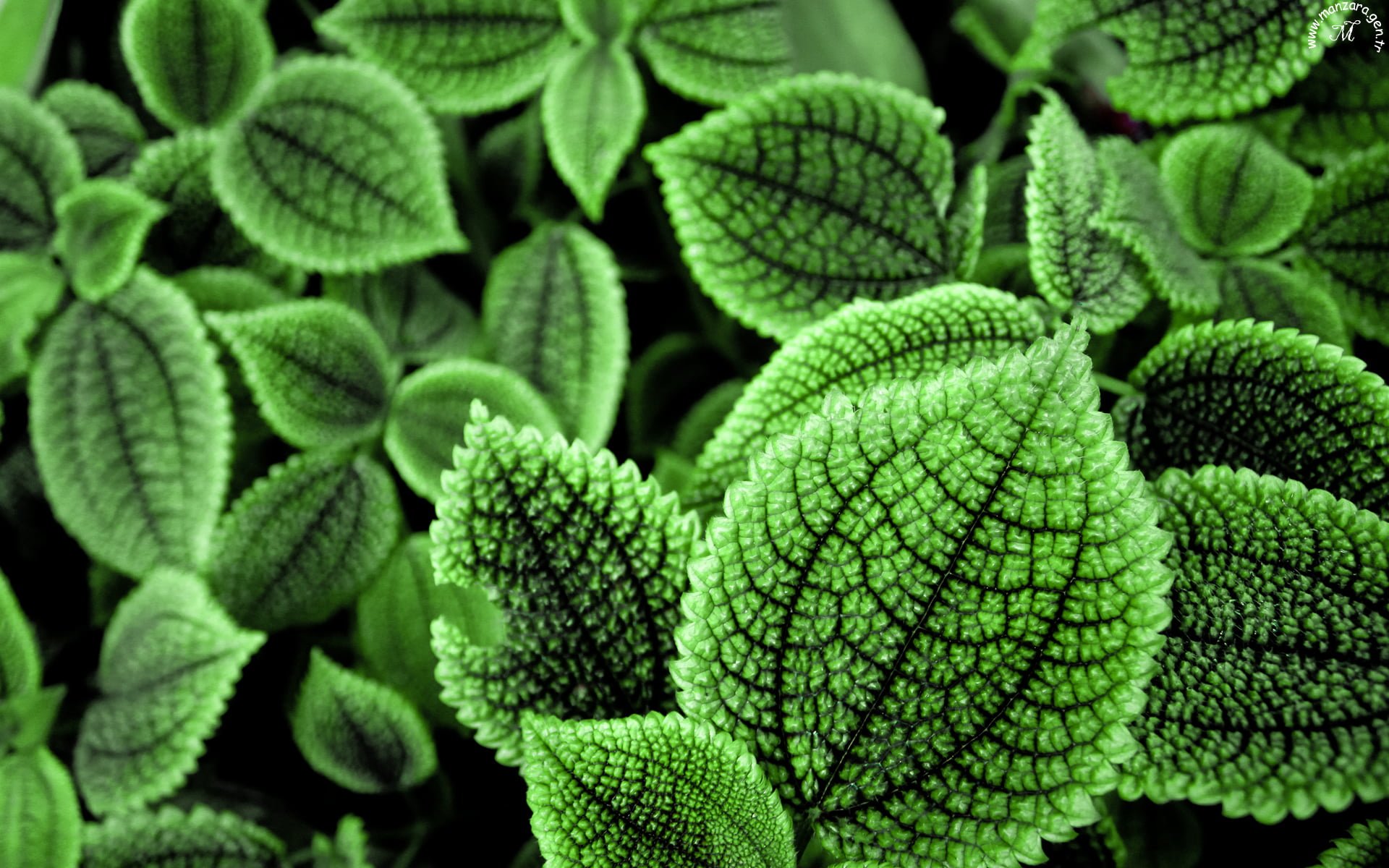 En Güzel Fotoğraflar - 13