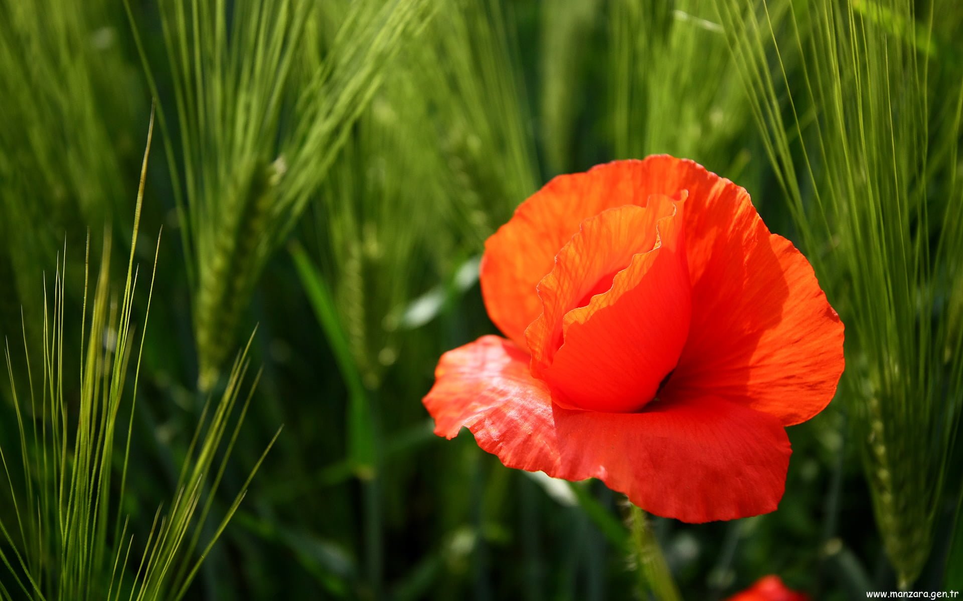 En Güzel Fotoğraflar - 5