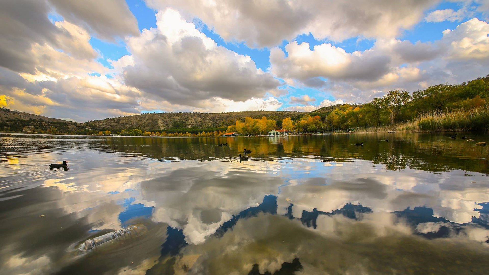 Eymir Gölü ve Ördekler