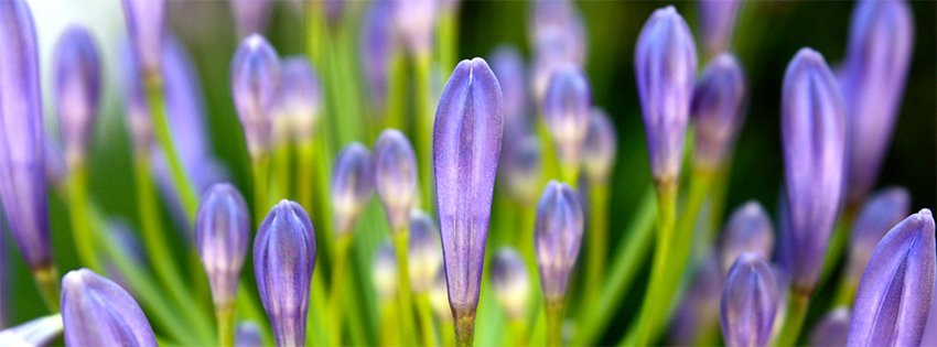 Facebook Çiçek Kapağı Fotoğrafları