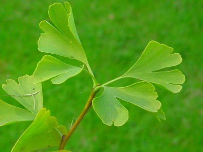 Ginkgo biloba yaprağı
