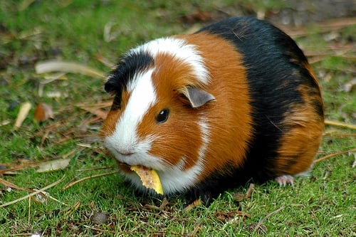 Guinea pig görüntüsü