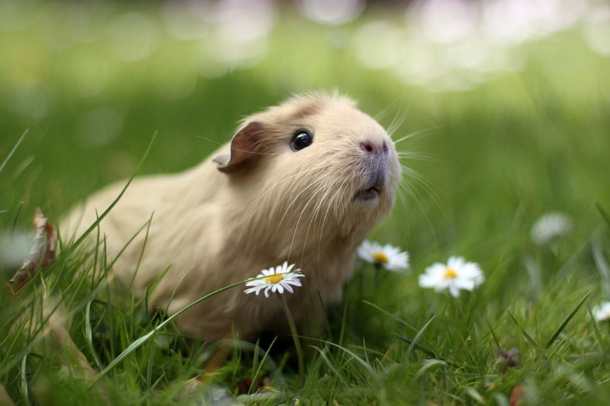 Guinea pig resimleri