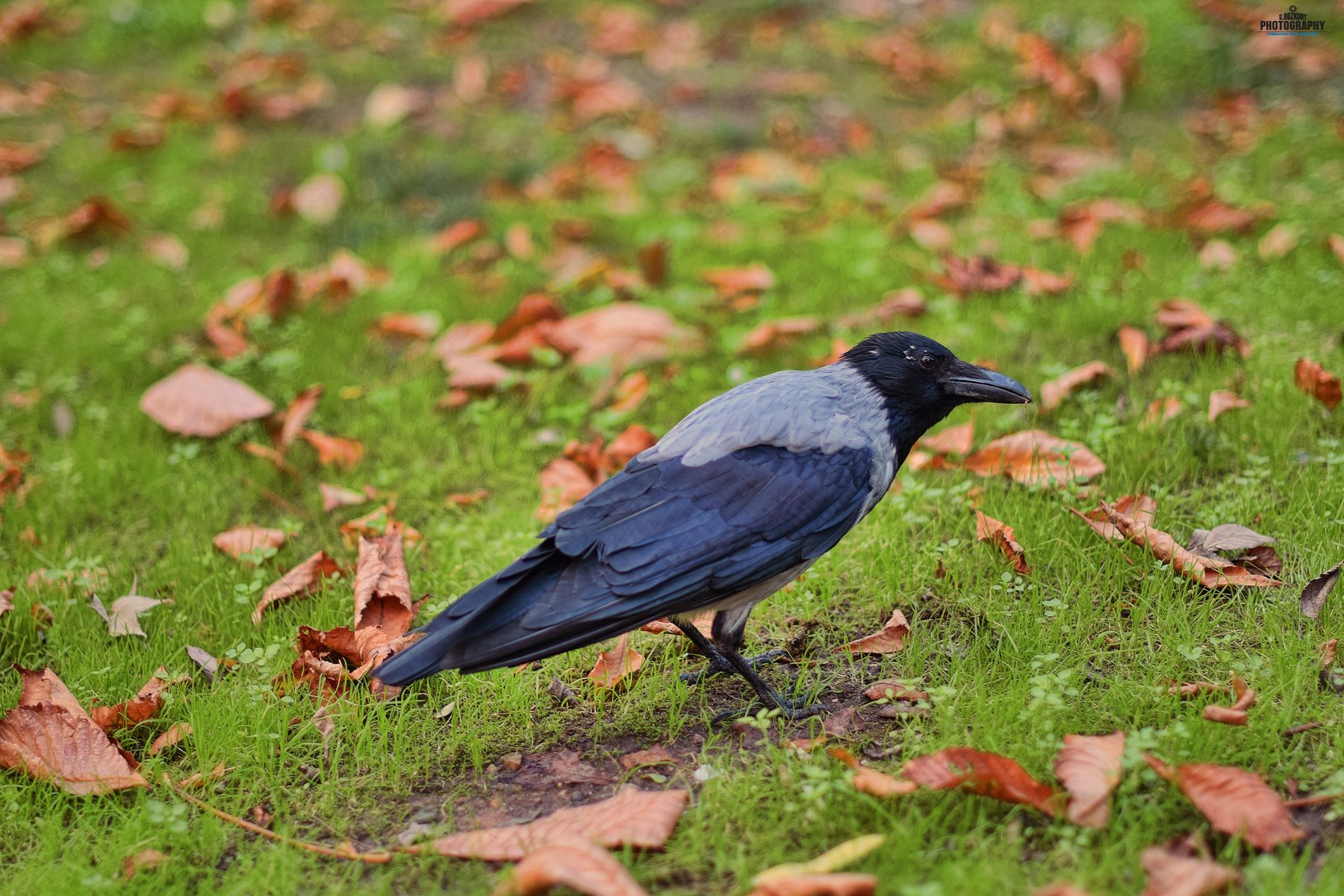 Gülhane parkı - karga