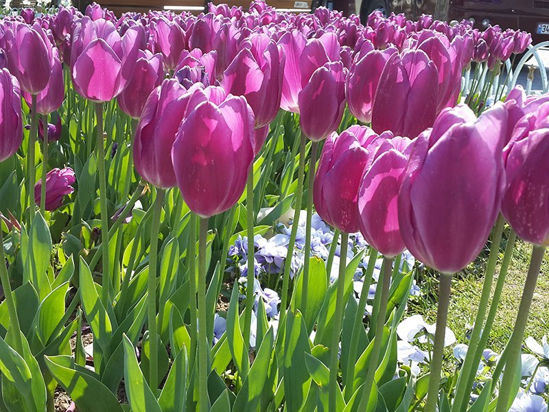 Gülhane'deki laleler