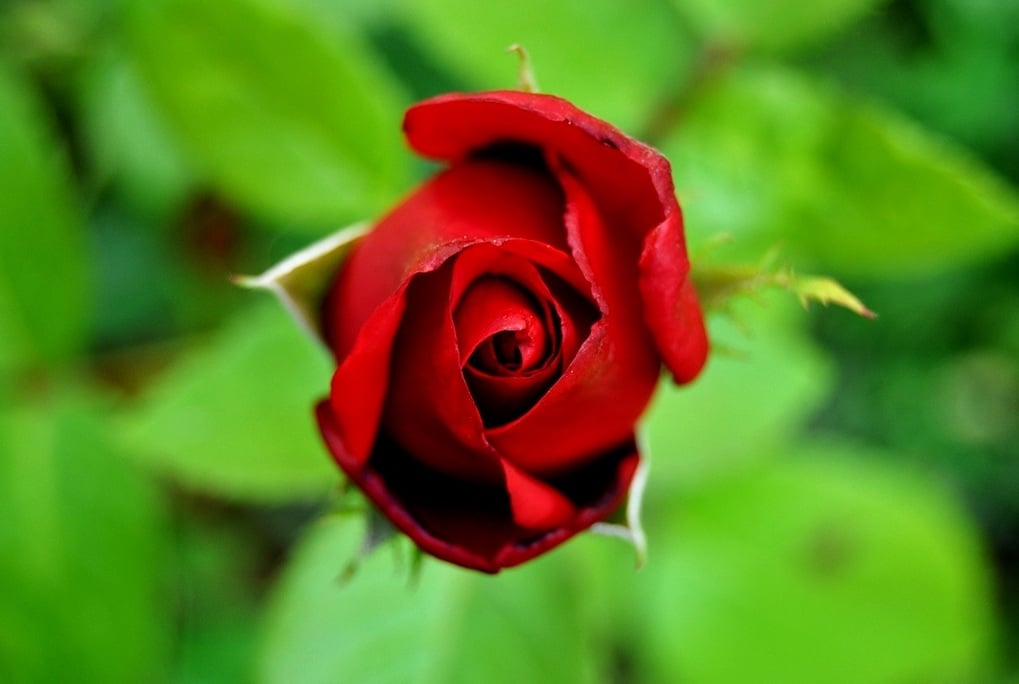 Gülü tarife ne hâcet