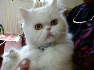 Güzel bir iran kedisi