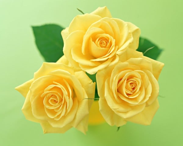 Harika sarı güller