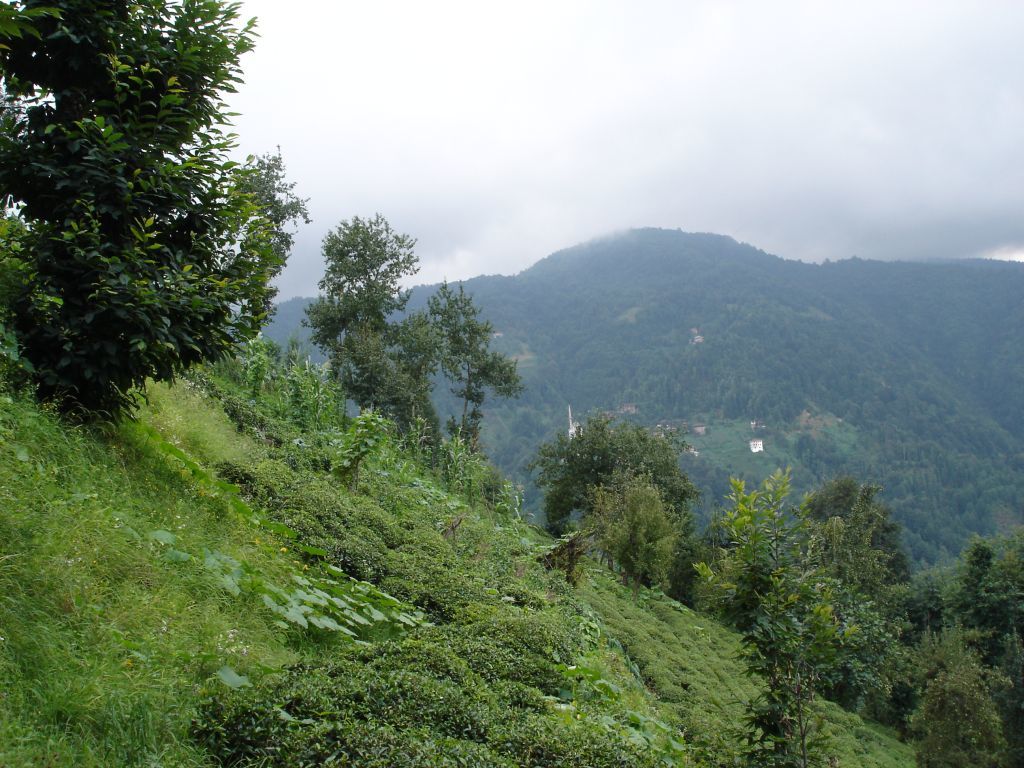 Hemşinde Organik Çay Bahçesi