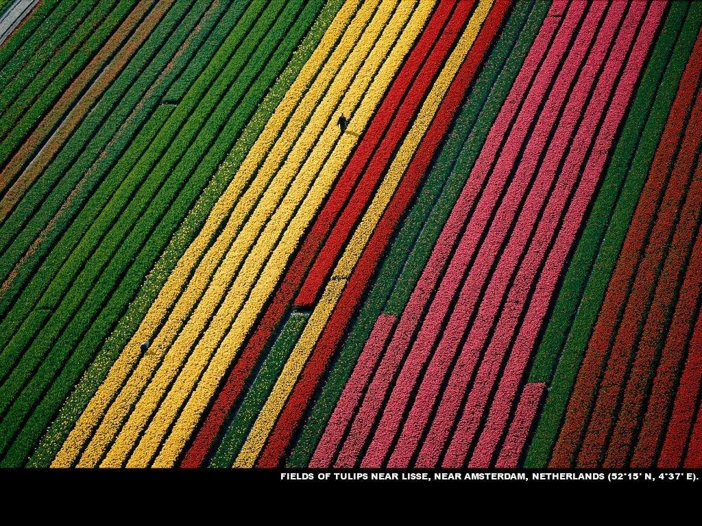 Hollandadaki Tulip cicek bahcesi-17