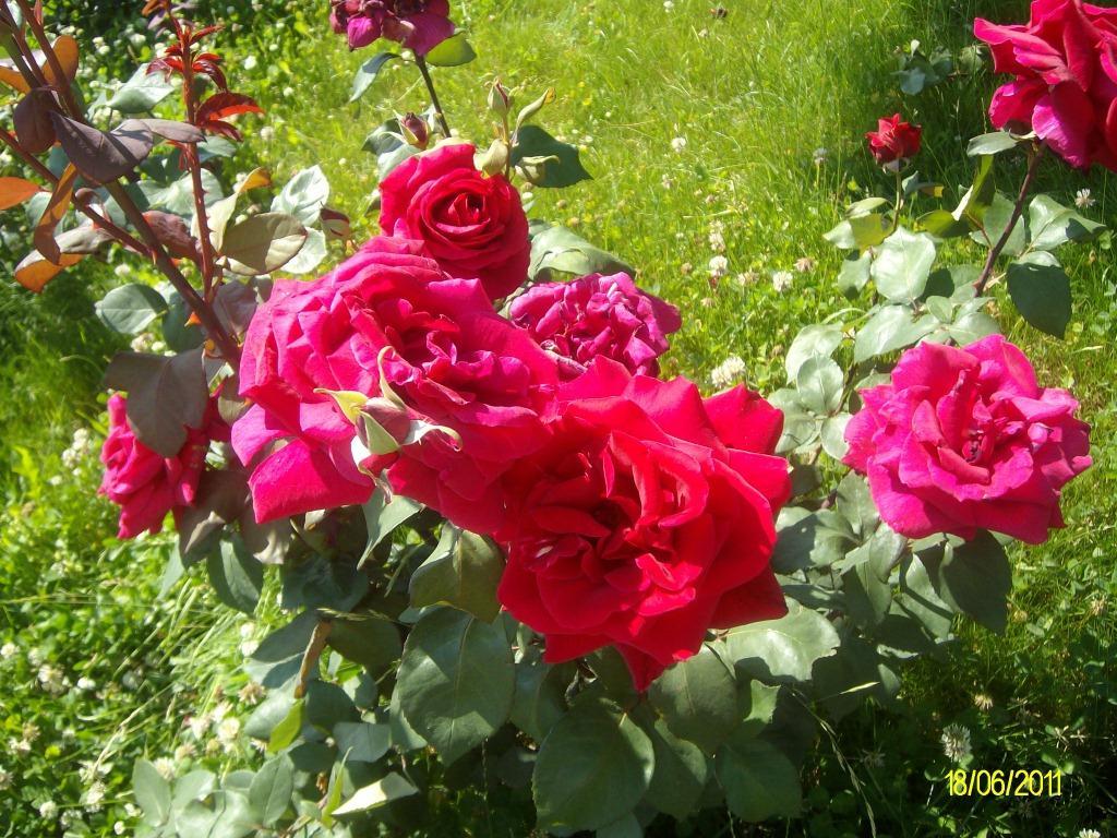 Isparta'da Gül Mevsimi