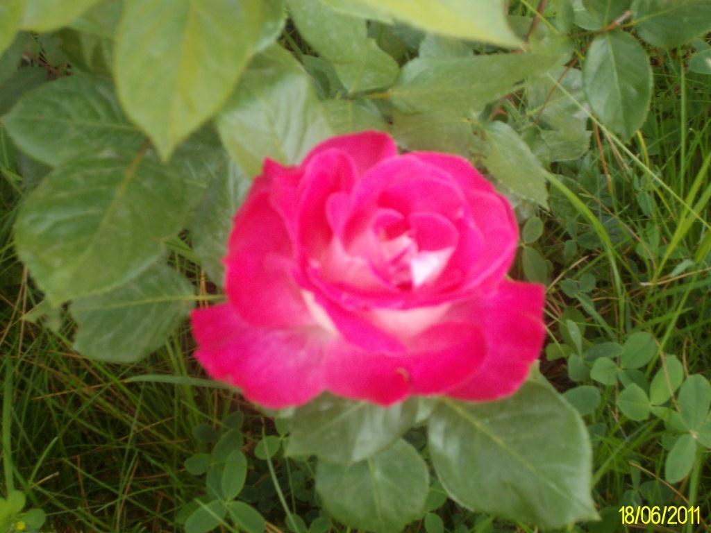 Isparta'da gül mevsimi II