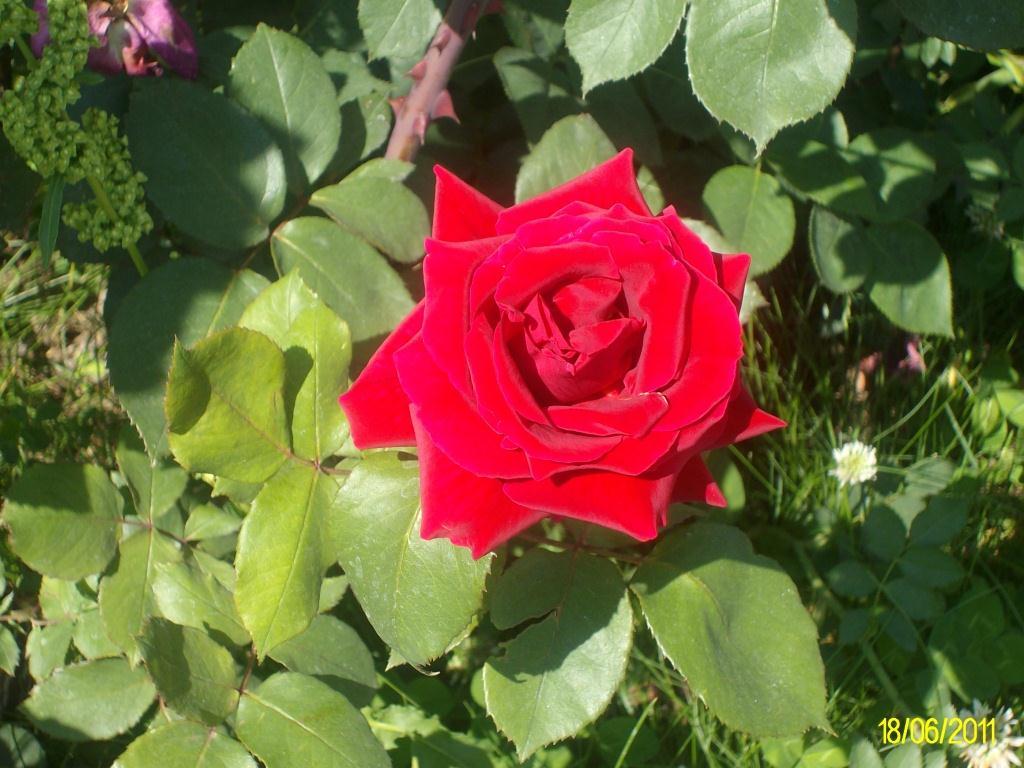 Isparta'da gül mevsimi III