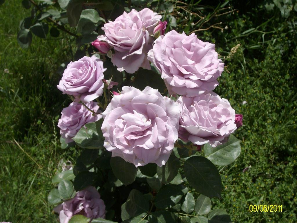 Isparta'da gül mevsimi VI