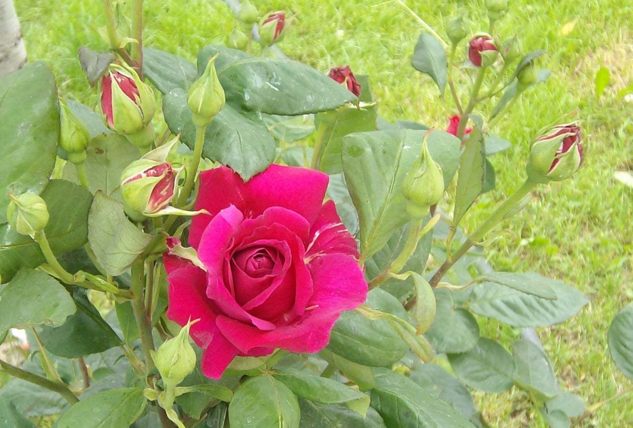 Isparta'dan Gül Manzaraları X