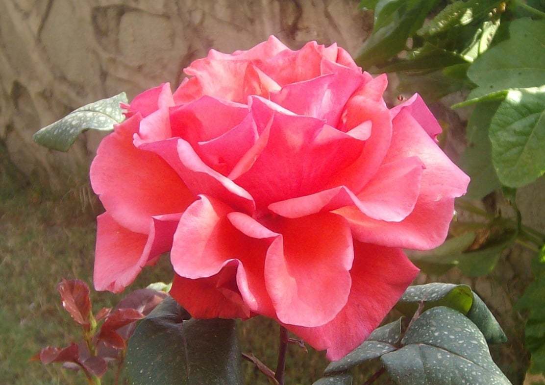 Isparta'dan gül manzaraları IX