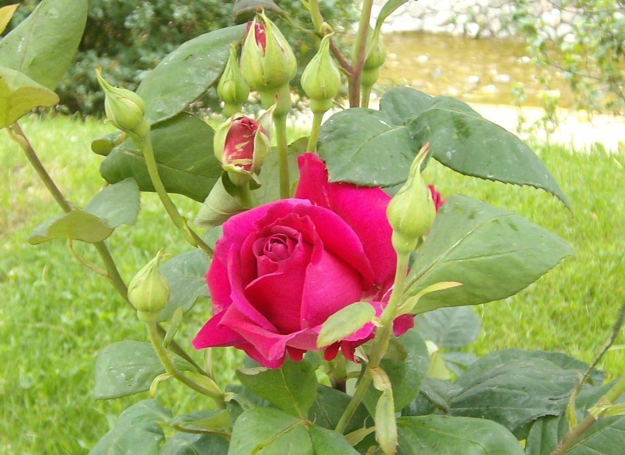 Isparta'dan gül manzaraları XI