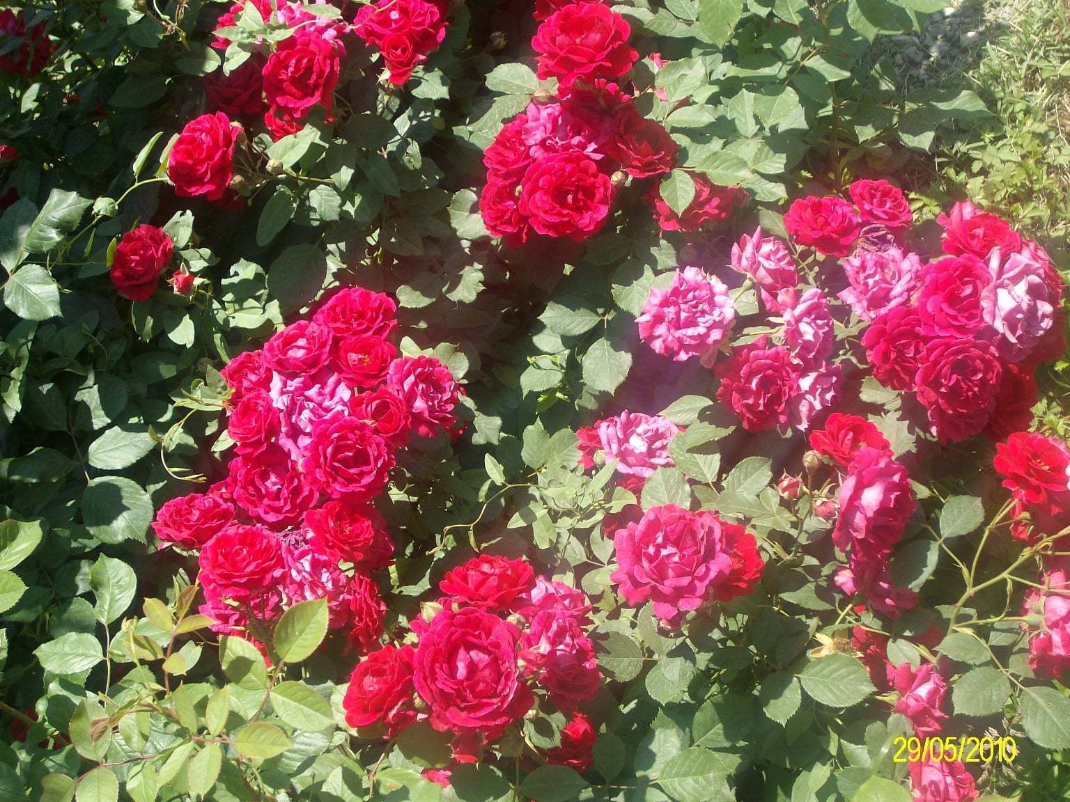 Isparta'dan gül manzaraları XIII