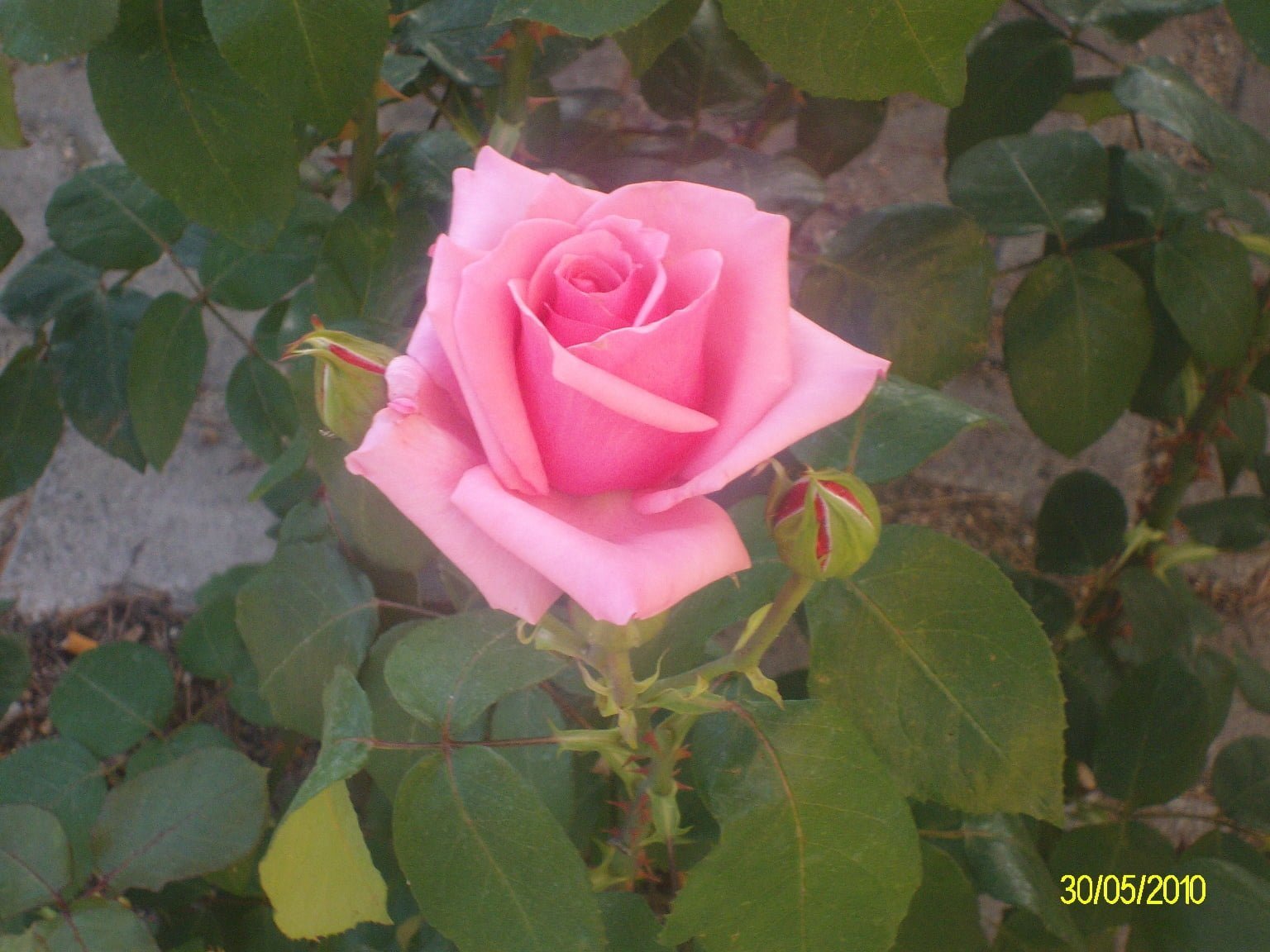 Isparta'dan gül manzaraları XV