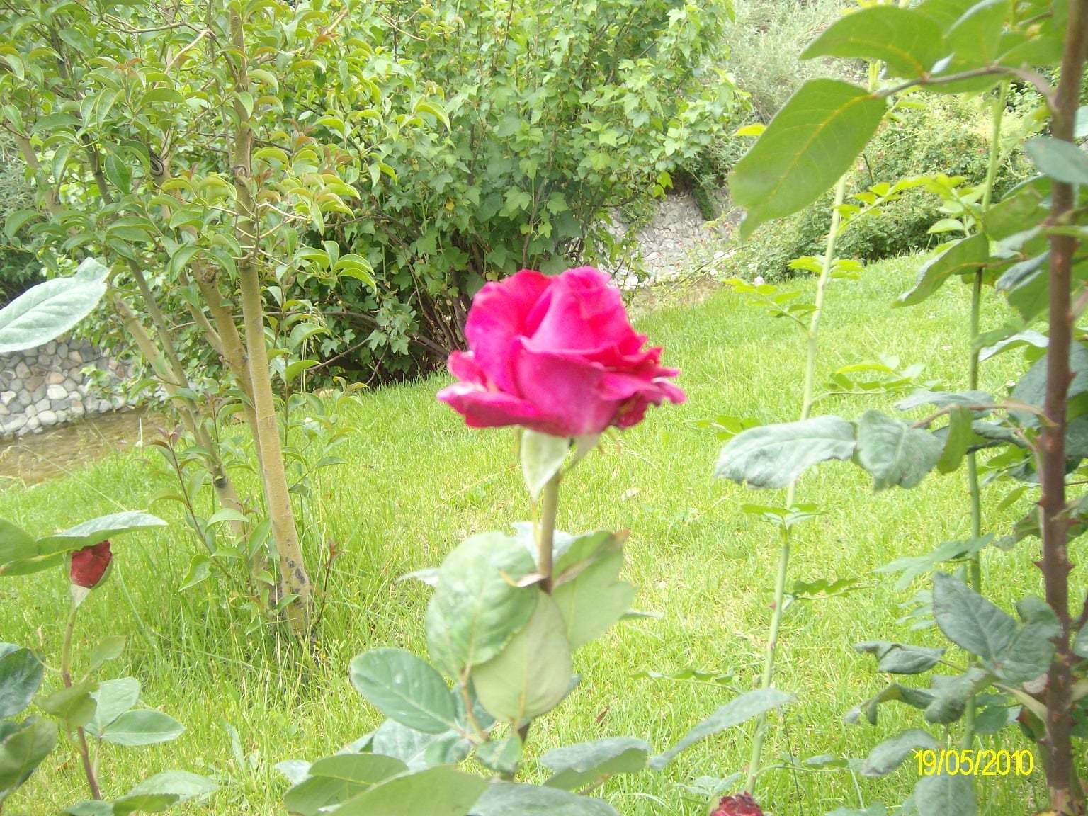 Isparta'dan gül manzaraları XV