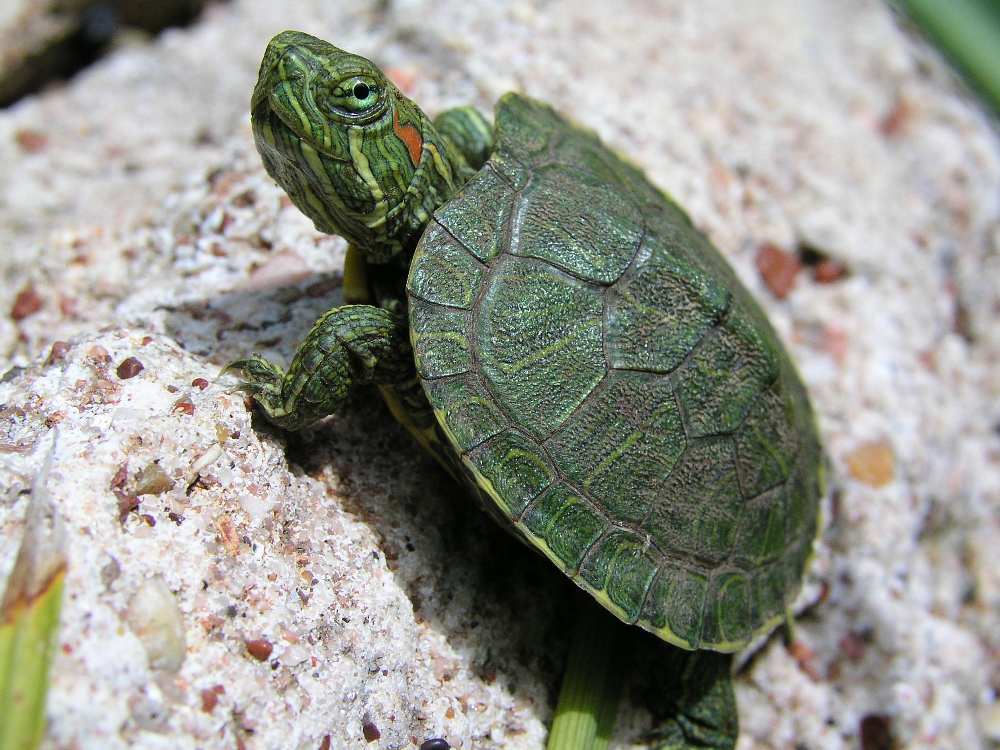 Kaplumbağa Resimleri