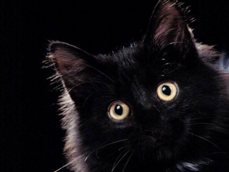 Kara Kedi..