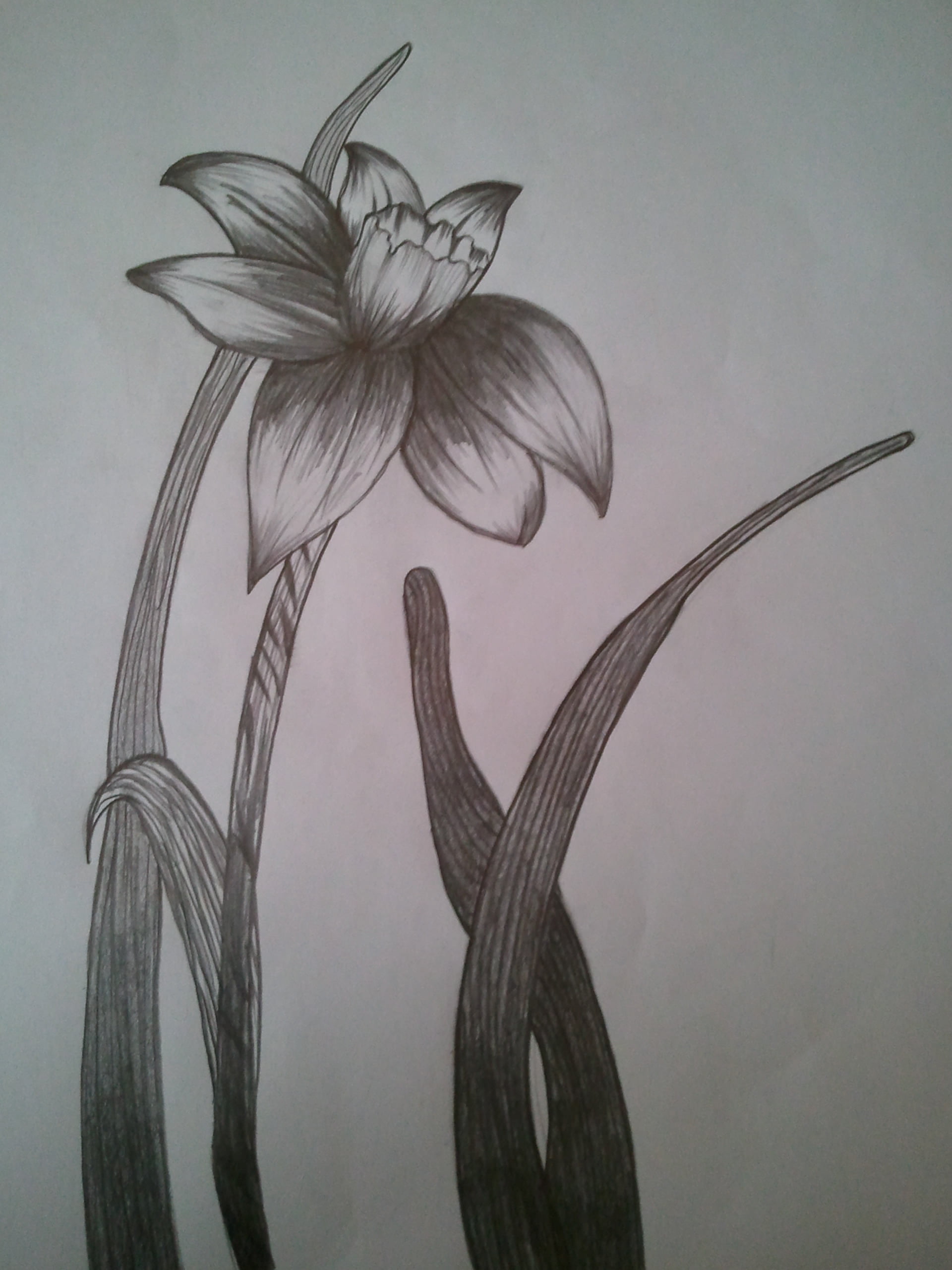 Karakalem nergiz çiçeği