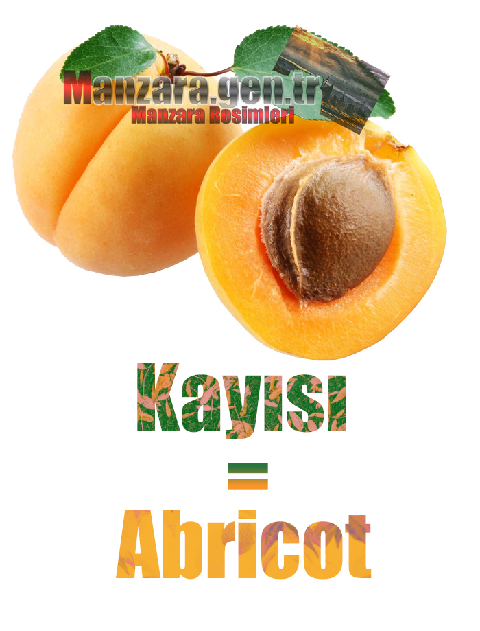 Fransızca Meyve İsimleri - Kayısının Fransızcası Nedir ? Kayısı Fransızca Nasıl Yazılır ? Quel est le turc de abricot ? Comment écrire la abricot en turc?