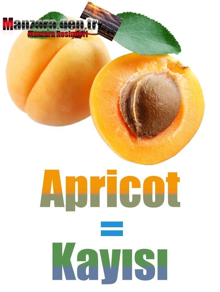 Kayısının İngilizcesi (Apricot)