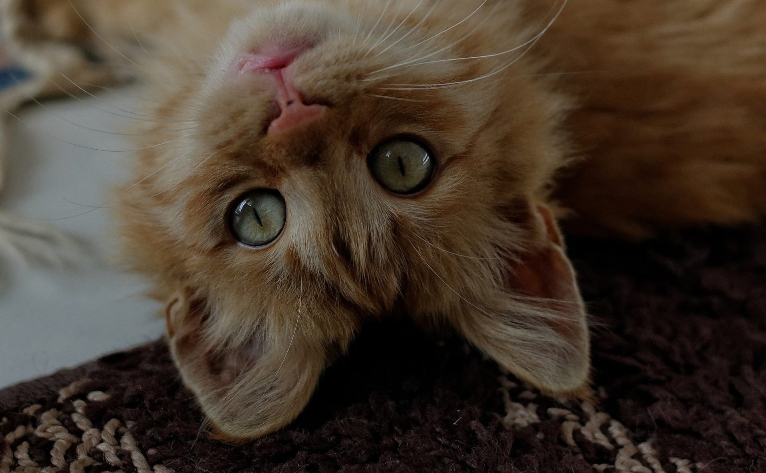 Kedilerin Farklı Halleri Manzara Resimleri