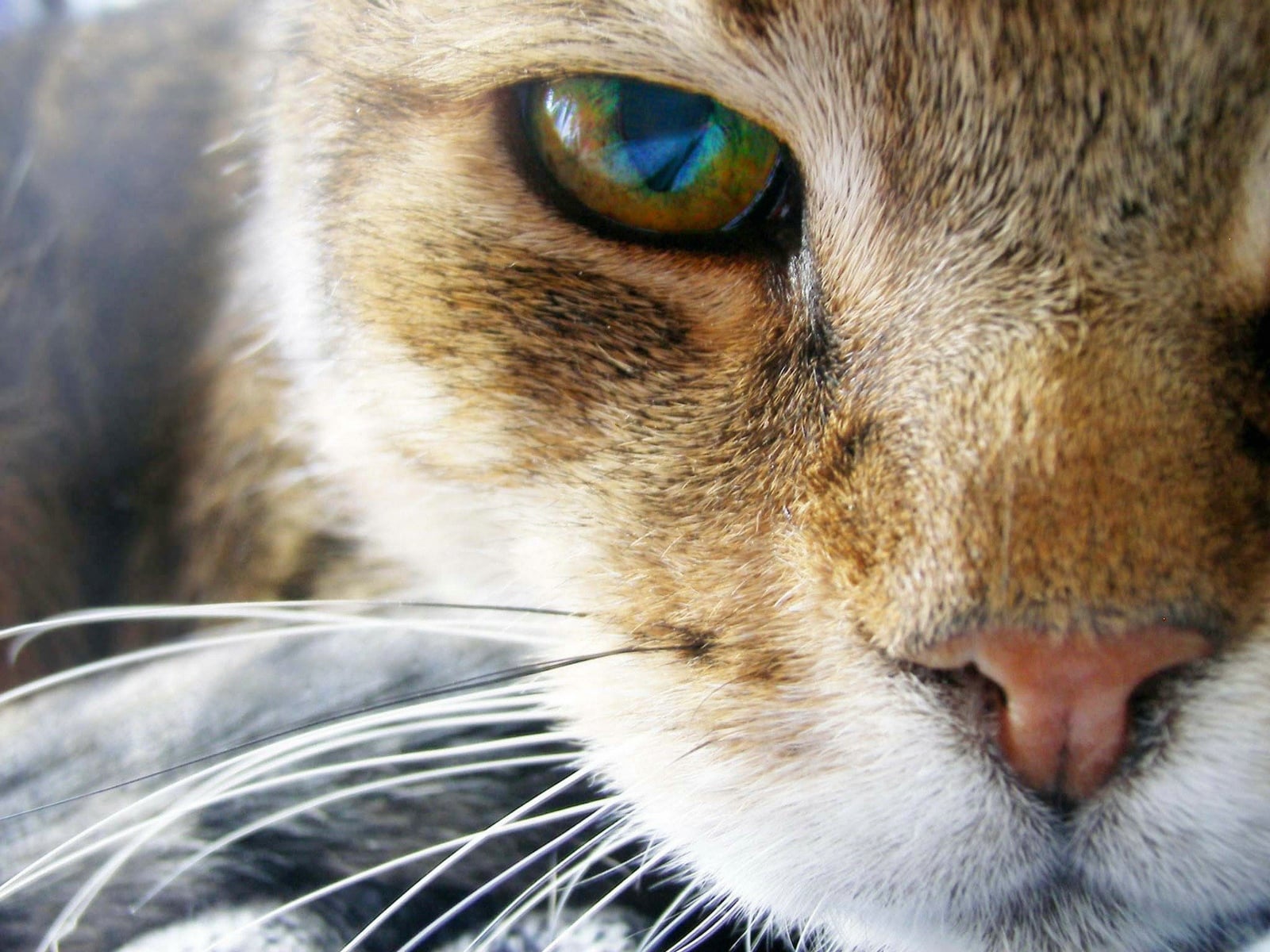 Kedi Gözü