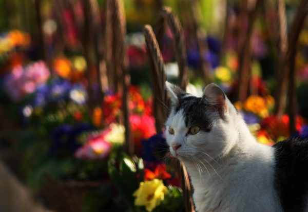 Kedi ve Makro Çiçekler