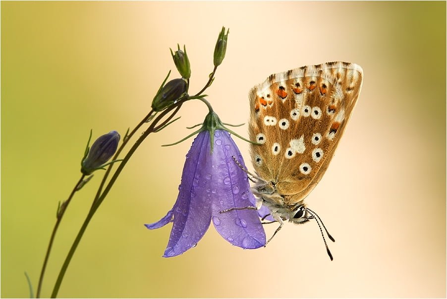 Kelebek ve Çiçek