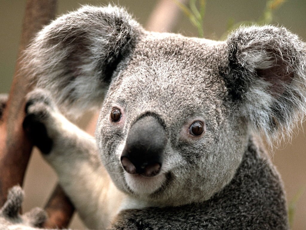 Koala fotoğrafı