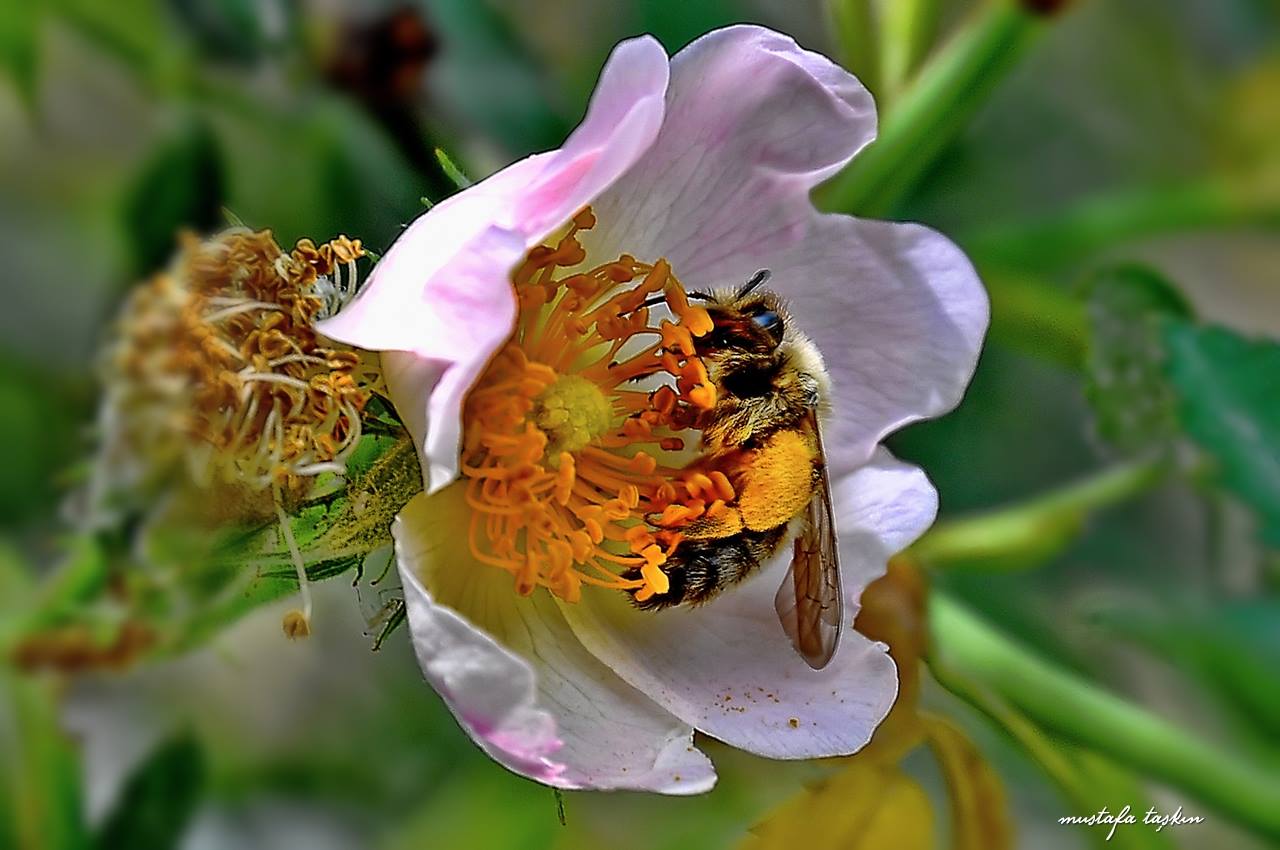 Kuşburnu çiçeği ve bal arısı