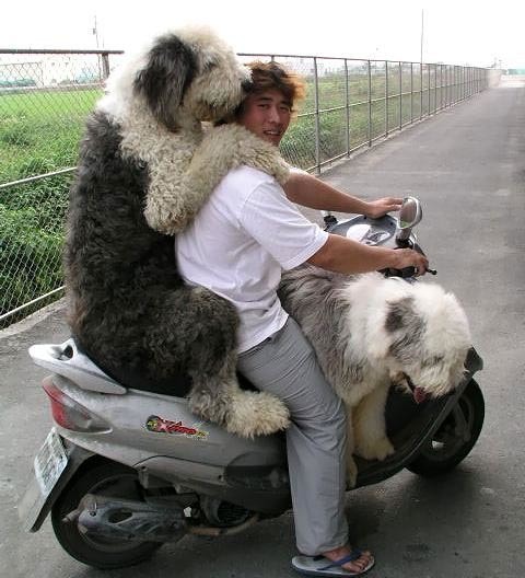 Köpek ve motorcu