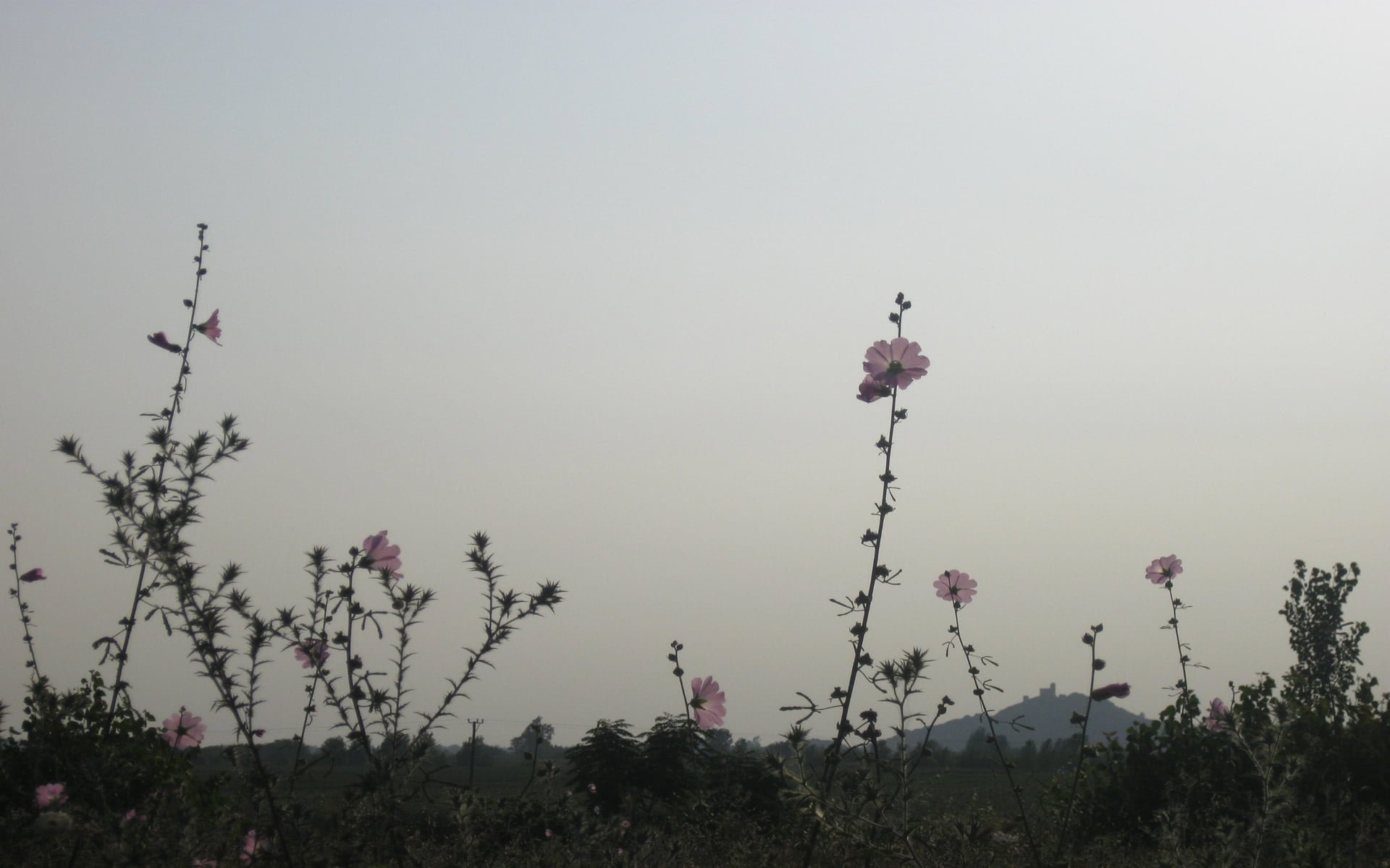 Kır Çiçekleri arasından hemite kalesi
