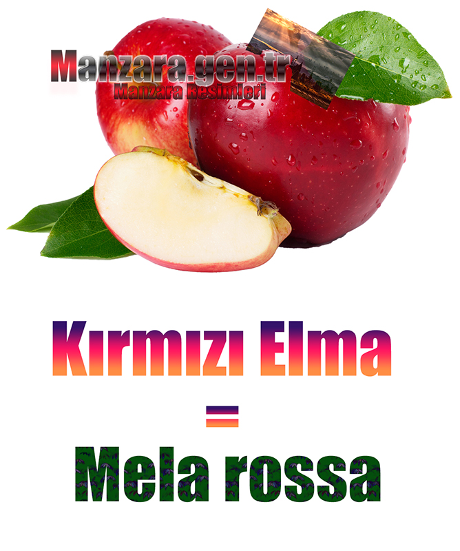 Kırmızı elmanın İtalyancası Nedir ? Kırmızı elma İtalyanca Nasıl Yazılır ? Che cos'è il turco in mela rossa? Come scrivere mela rossa in turco?