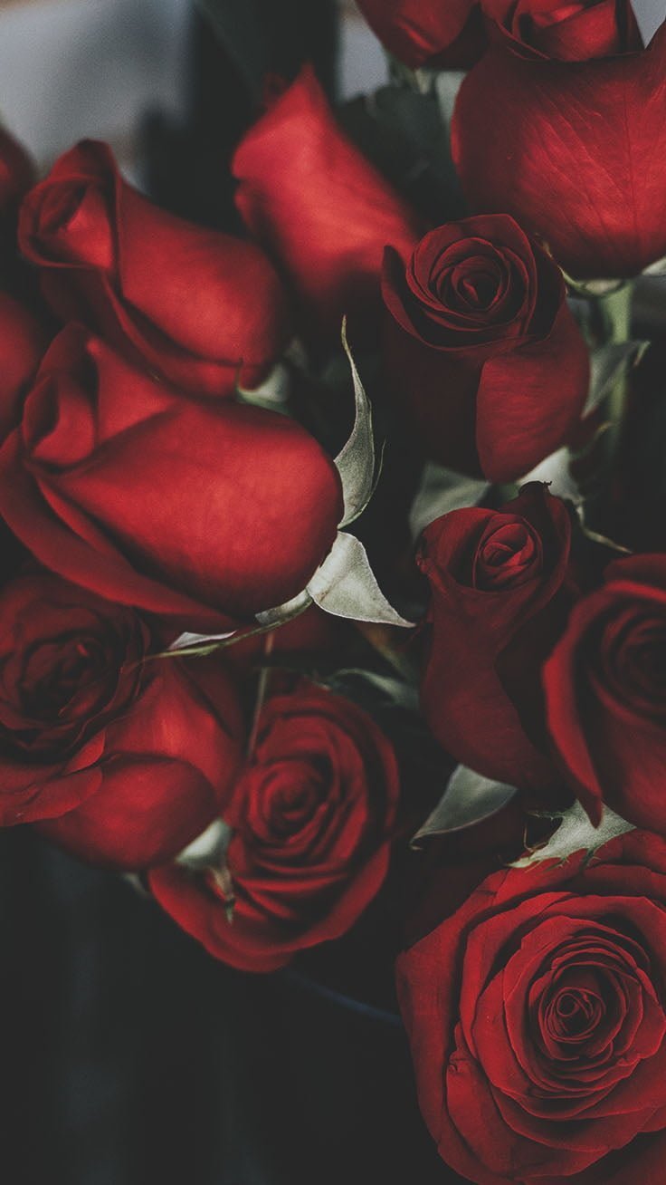Kırmızı Gül Çiçeği - Kırmızı Gülün En Güzel Halleri