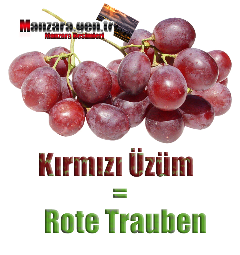 Kırmızı Üzümün Almancası Nedir ? Kırmızı Üzüm Almanca Nasıl Yazılır ? Was ist Rote Trauben Türkisch? Wie schreibe ich Rote Trauben auf Türkisch?