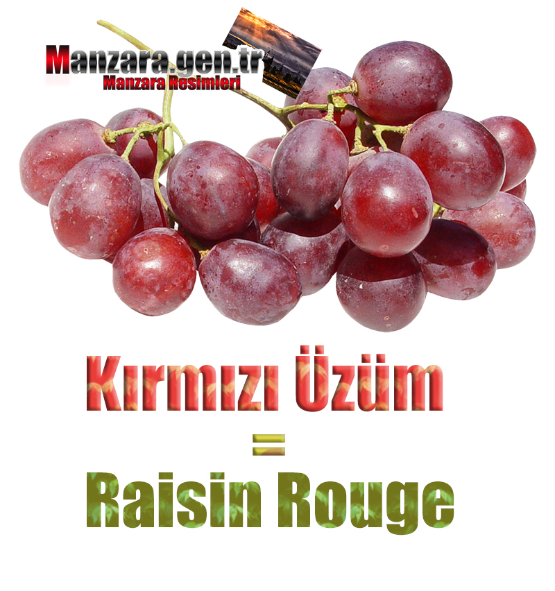 Fransızca Meyve İsimleri - Kırmızı üzümün Fransızcası Nedir ? Kırmızı üzüm Fransızca Nasıl Yazılır ? Quel est le turc de raisin rouge ? Comment écrire la raisin rouge en turc?