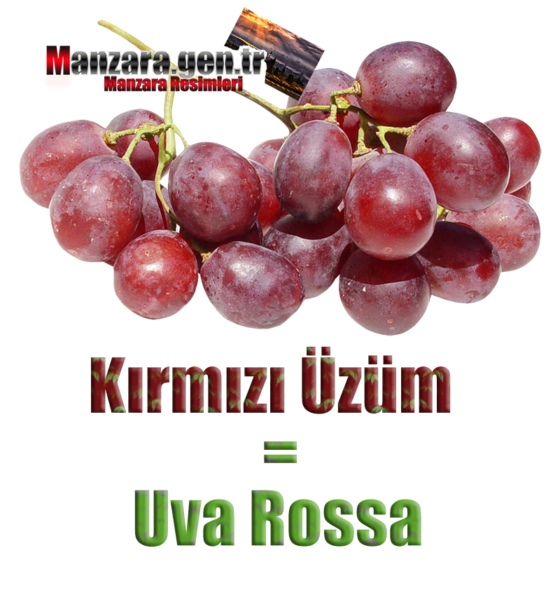Kırmızı üzümün İtalyancası Nedir ? Kırmızı üzüm İtalyanca Nasıl Yazılır ? Che cos'è il turco in uva rossa? Come scrivere uva rossa in turco?