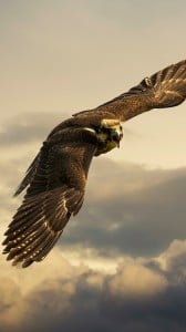Kızgın Kuş iPhone 6 plus
