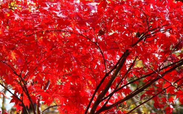 Kızıl Ağaç