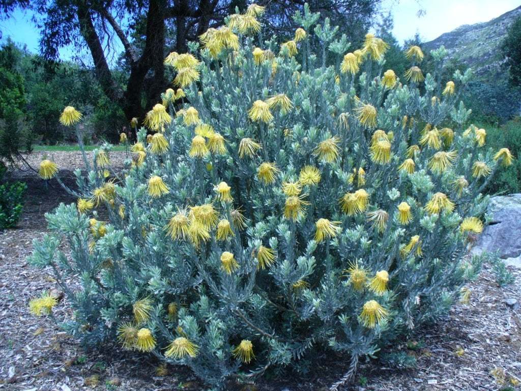 Leucospermum_reflexum_luteum_bush
